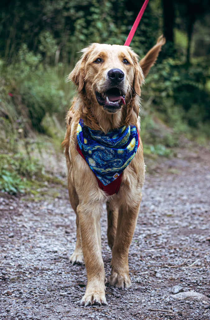 ¡Bandanas B&B!