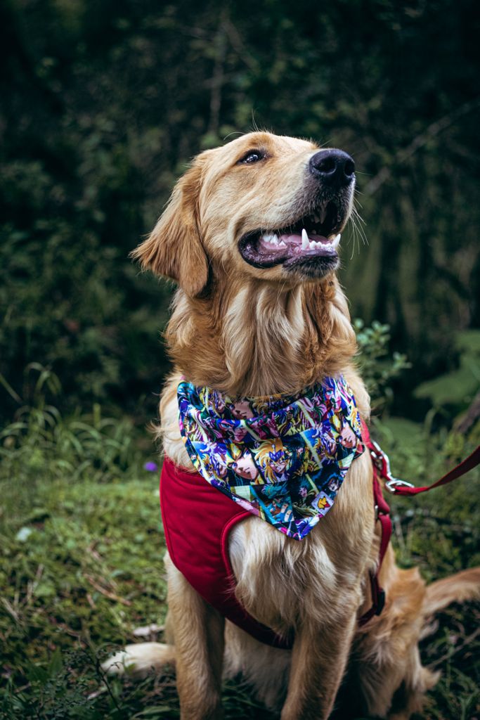 Bandana B&B Caballeros del zodiaco (6626484682885)